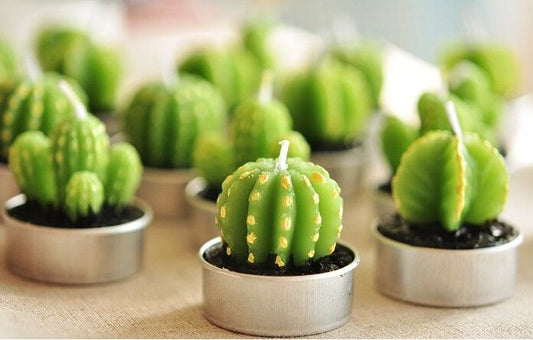 Set of 6 Agave Cactus Tealights in Gift Box