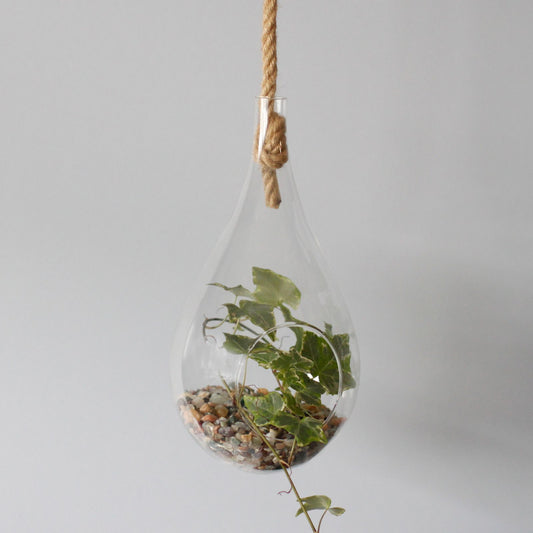 All Glass Terrarium - Hanging Teardrop on Rope