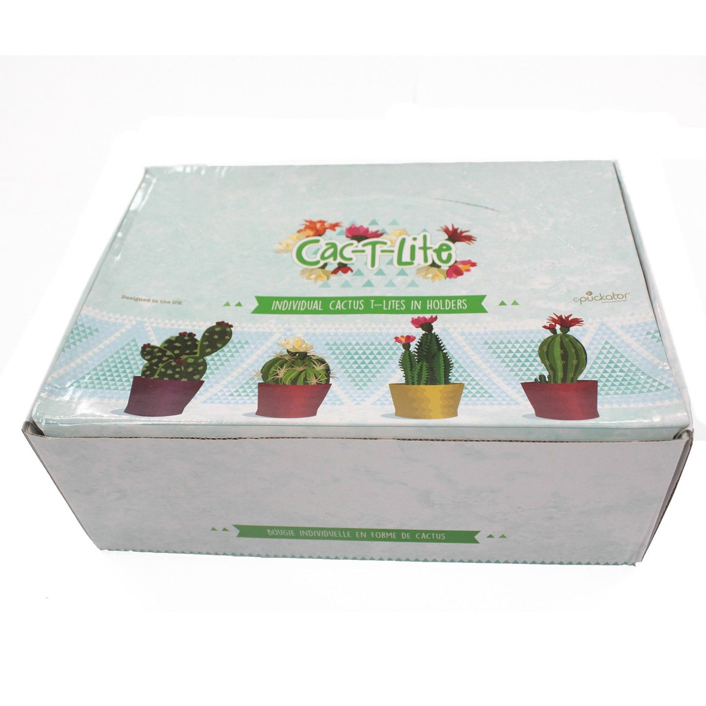 Cactus Candles - Shell Pot (asst) Display