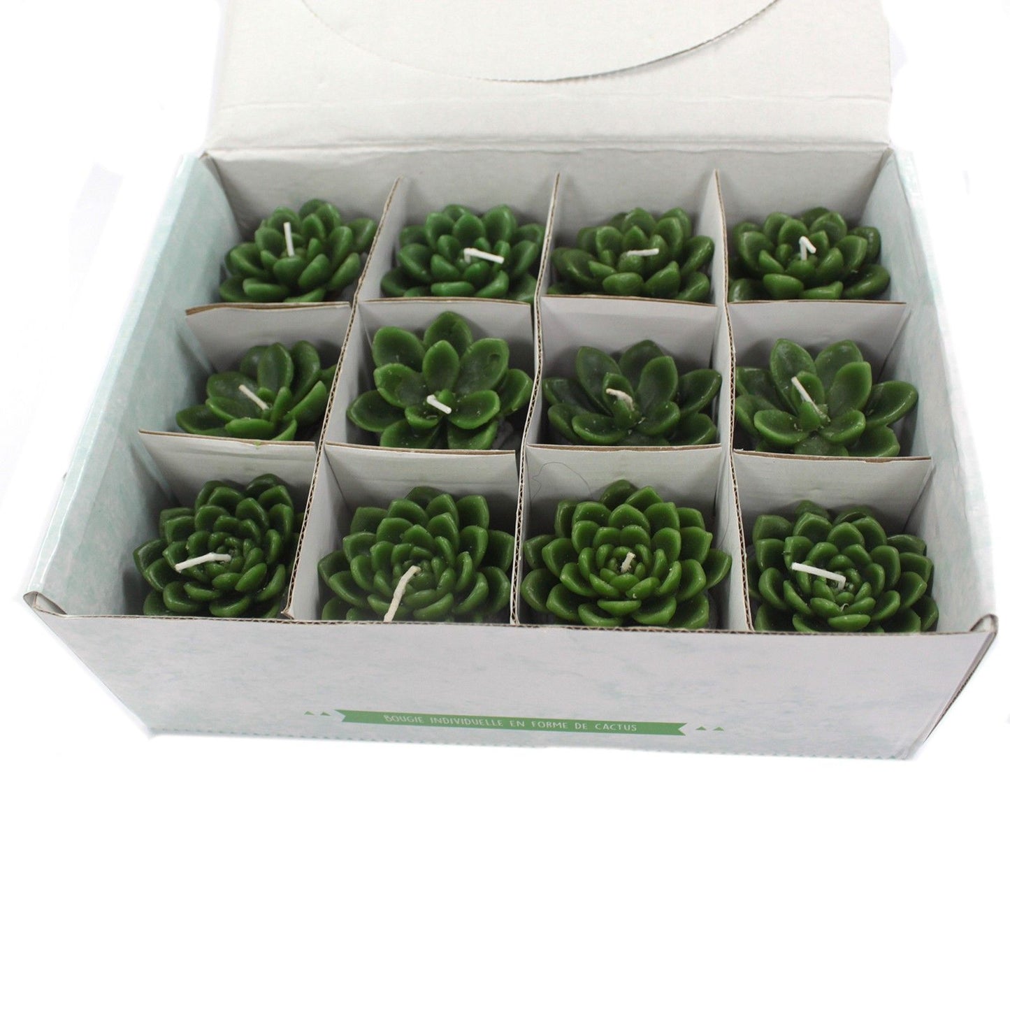 Cactus Candles - Shell Pot (asst) Display