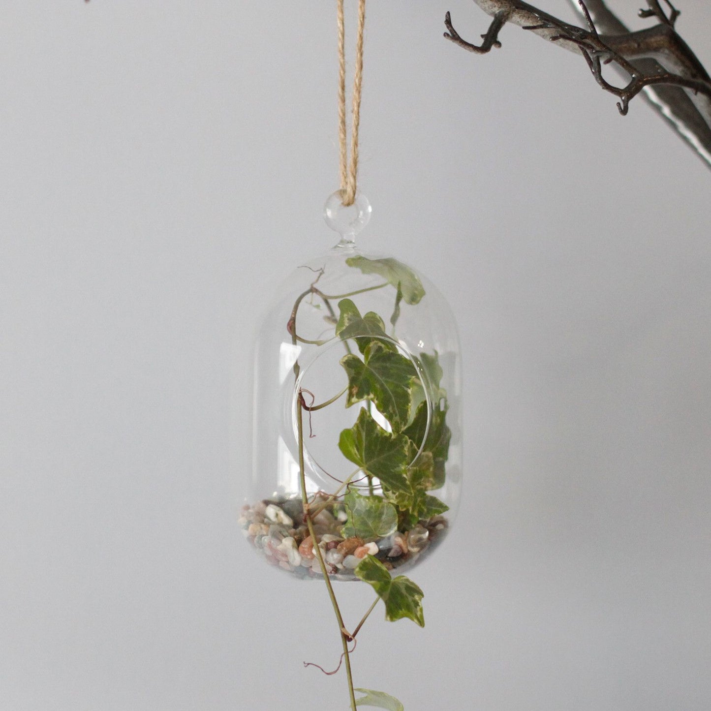 All Glass Terrarium - Oval Hanging Bowl