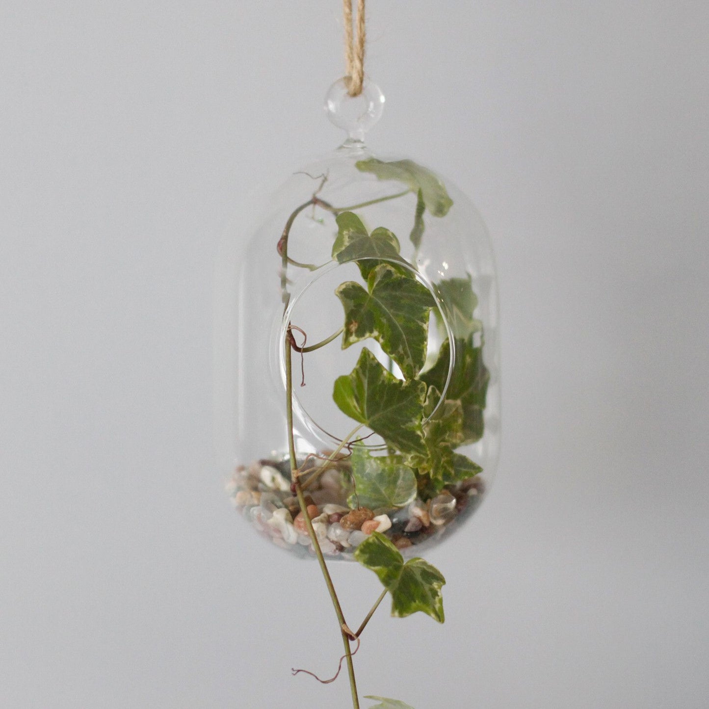 All Glass Terrarium - Oval Hanging Bowl