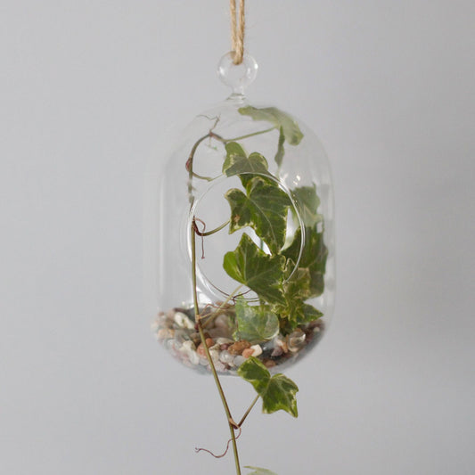 All Glass Terrarium - Oval Hanging Bowl