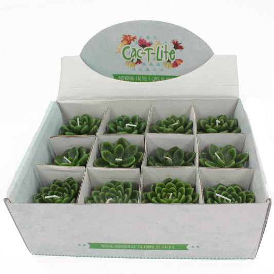 Cactus Candles - Shell Pot (asst) Display