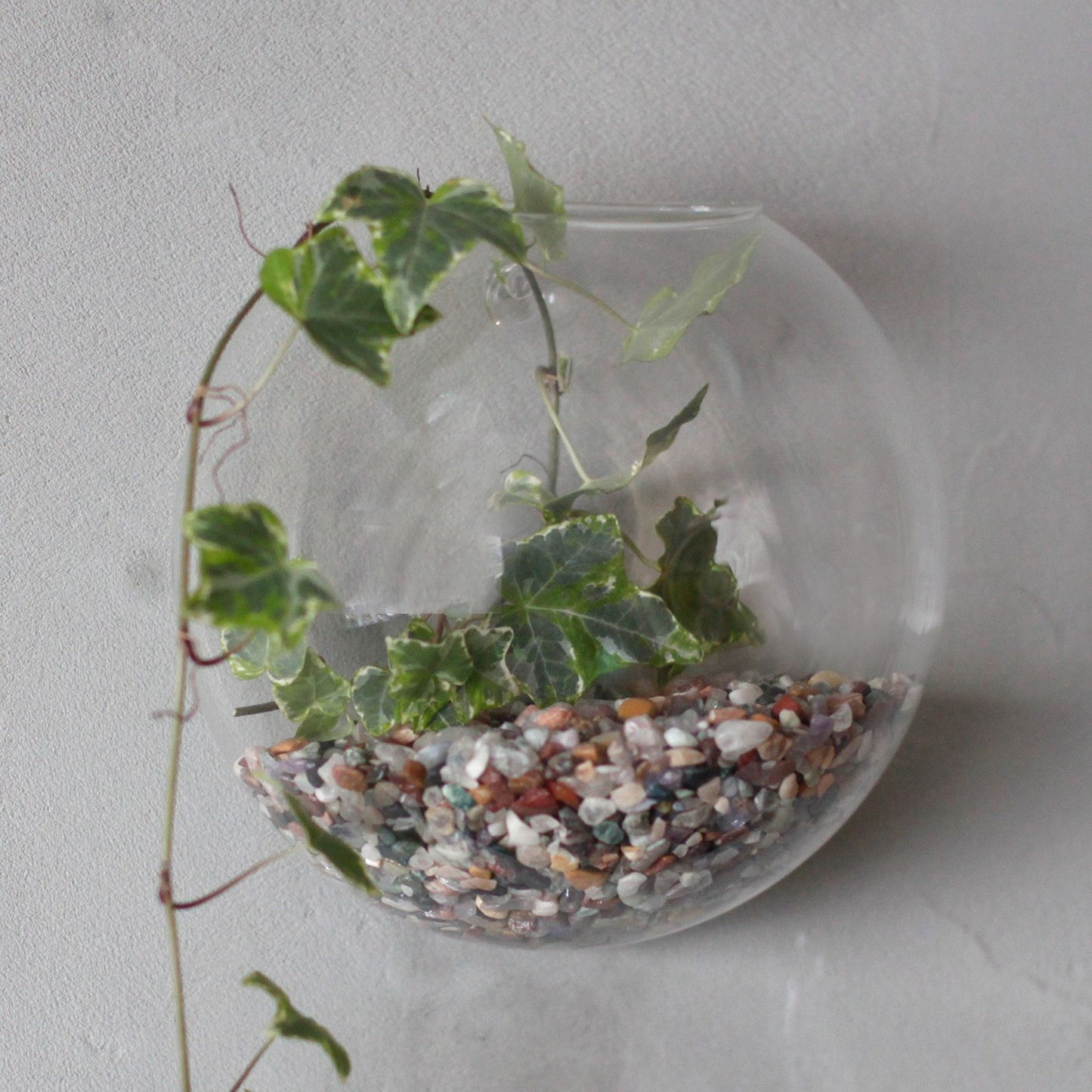 All Glass Terrarium - Small Hanging Wall Bowl