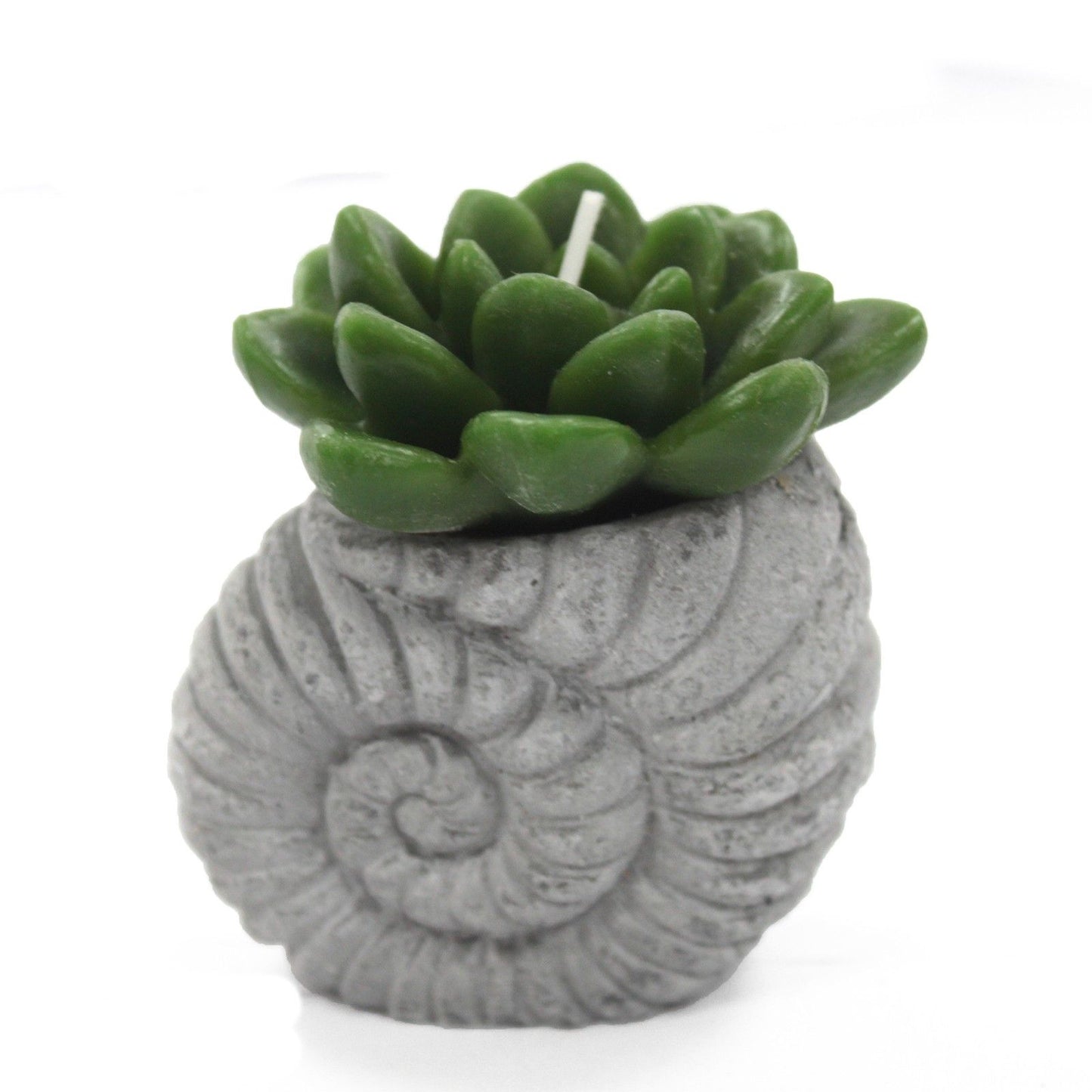 Cactus Candles - Shell Pot (asst) Display