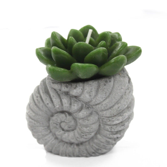 Cactus Candles - Shell Pot (asst) Display