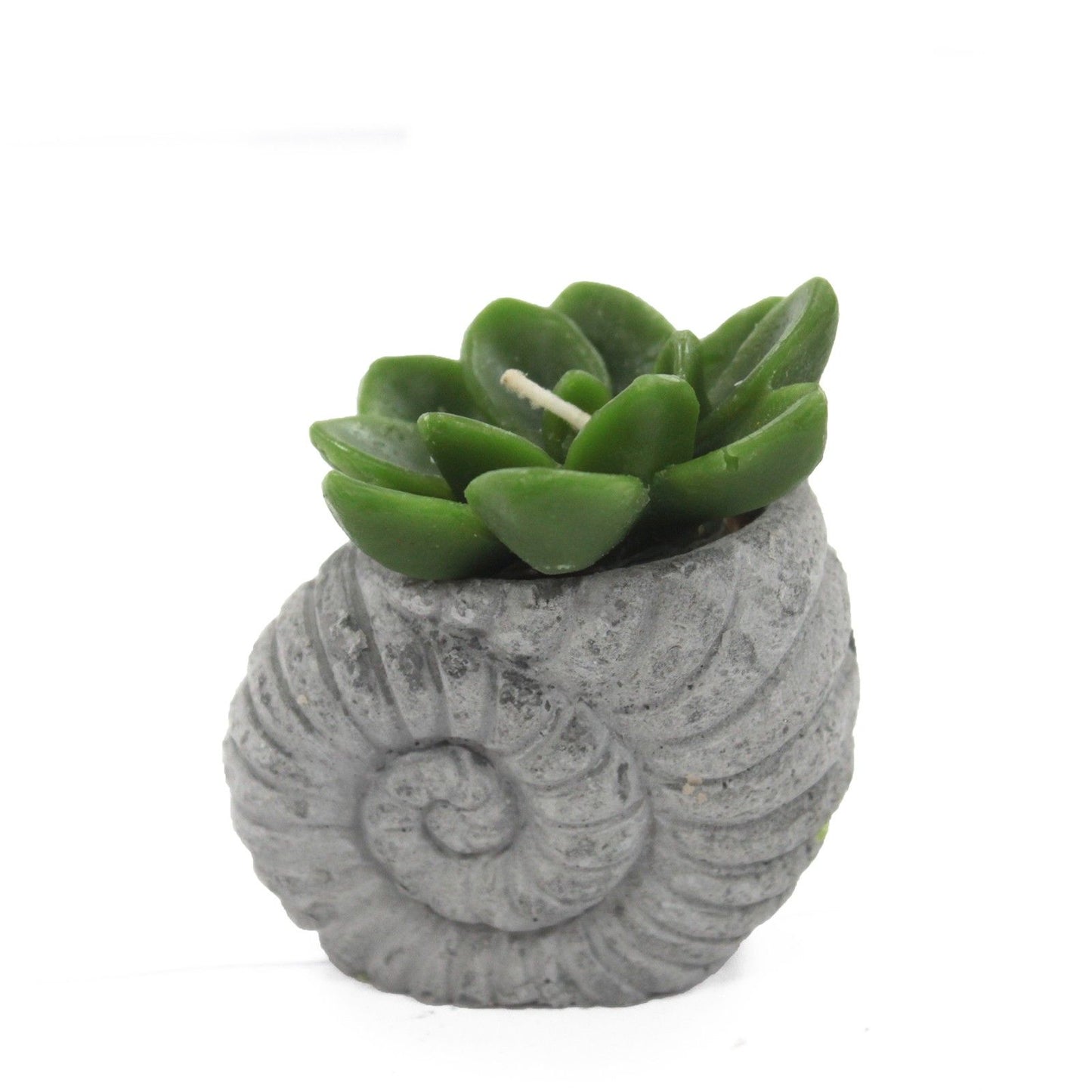 Cactus Candles - Shell Pot (asst) Display