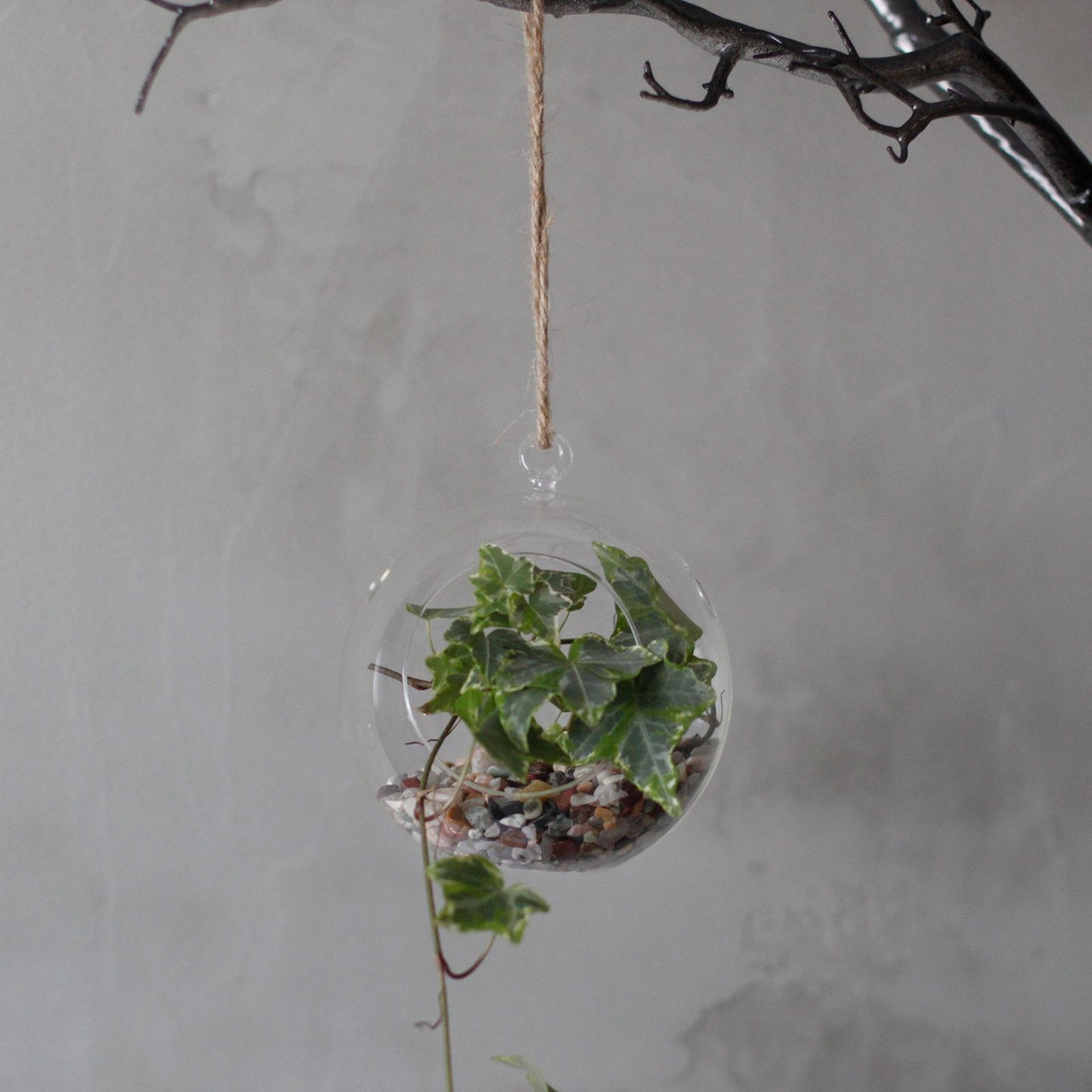 All Glass Terrarium - Globe Hanging Bowl
