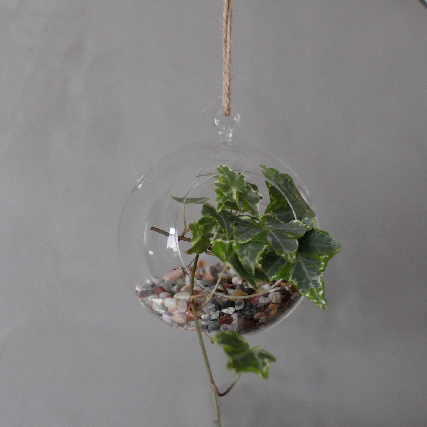 All Glass Terrarium - Globe Hanging Bowl