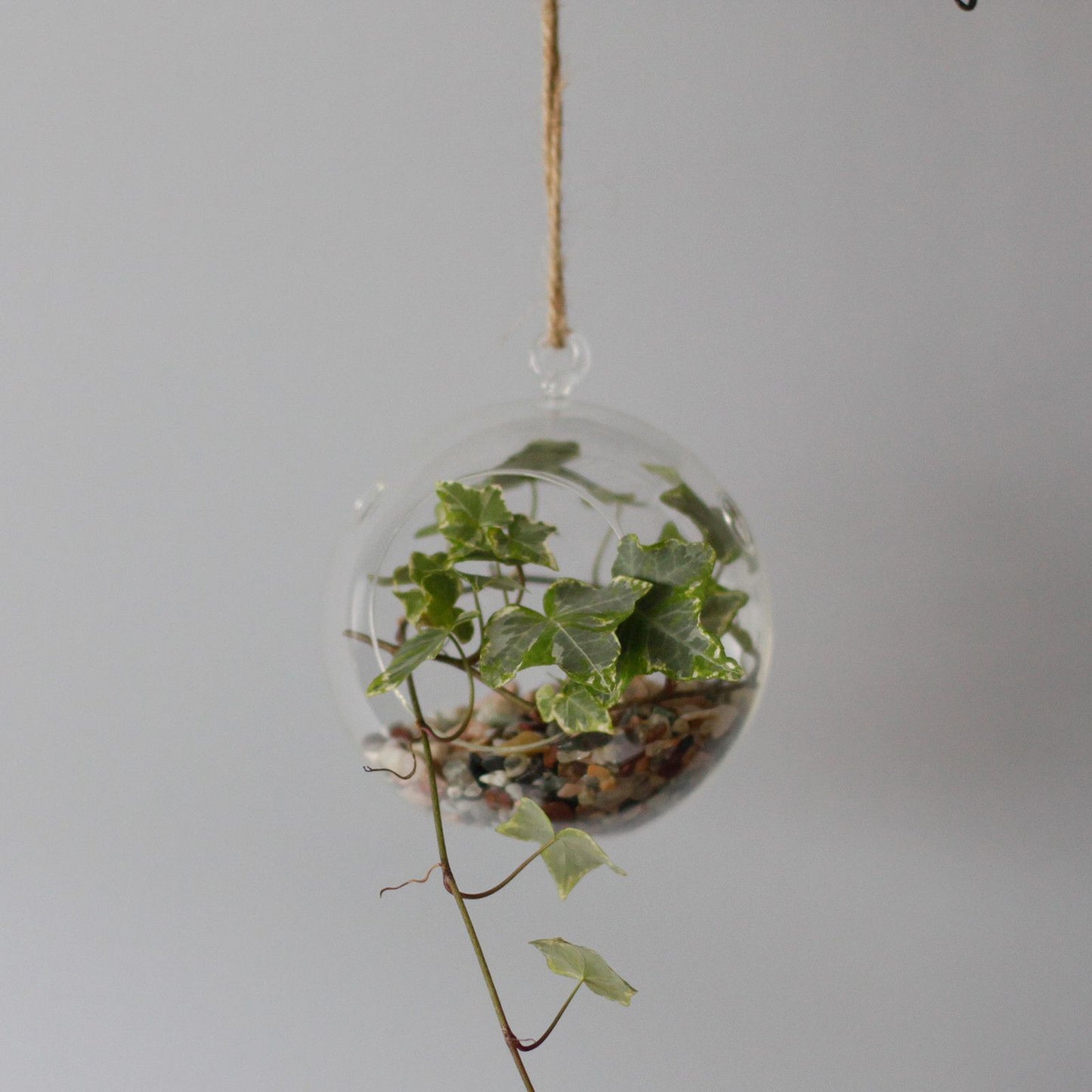 All Glass Terrarium - Globe Hanging Bowl