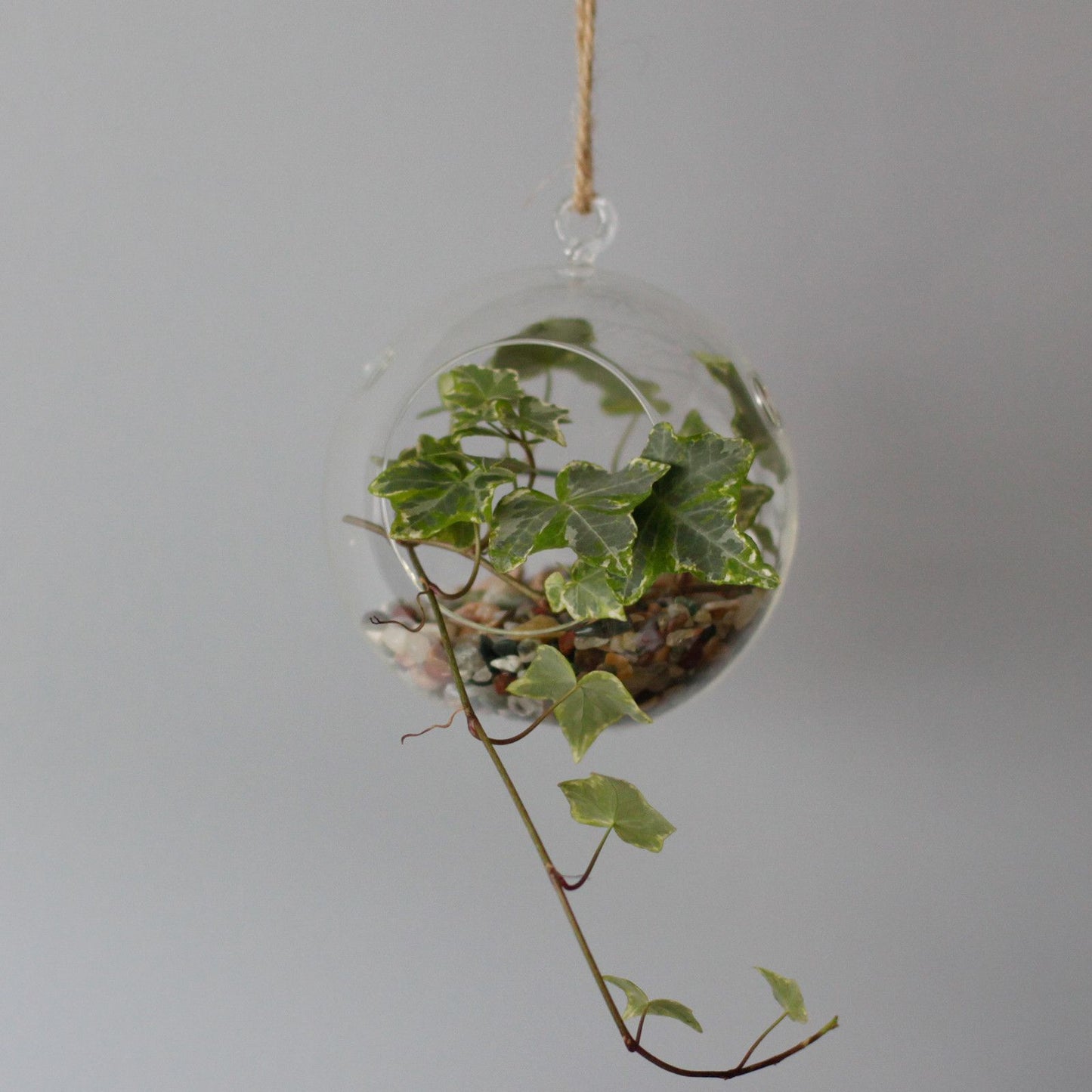 All Glass Terrarium - Globe Hanging Bowl