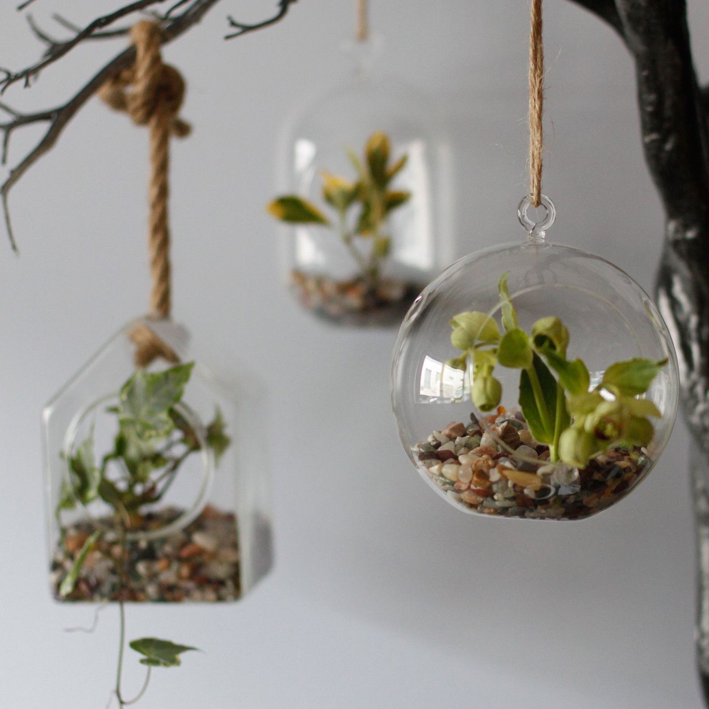 All Glass Terrarium - Oval Hanging Bowl
