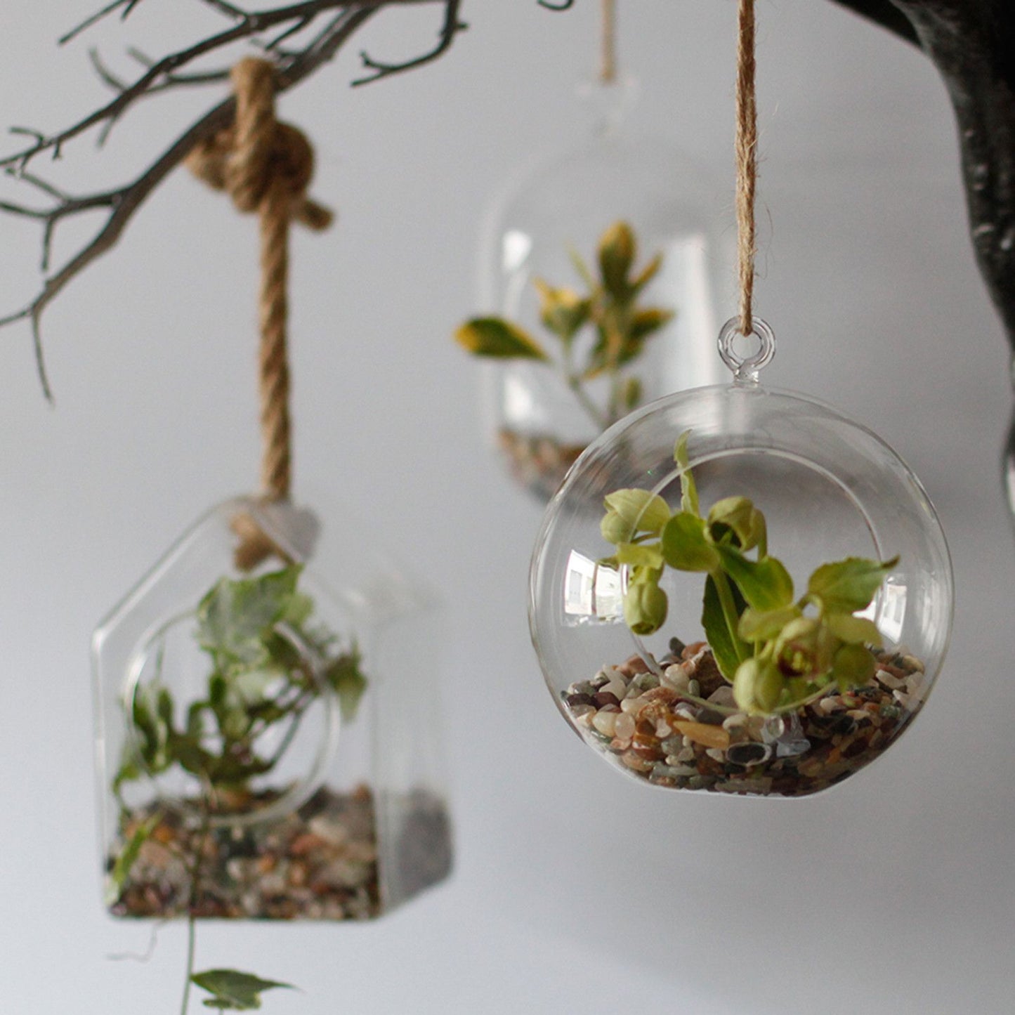 All Glass Terrarium - Oval Hanging Bowl