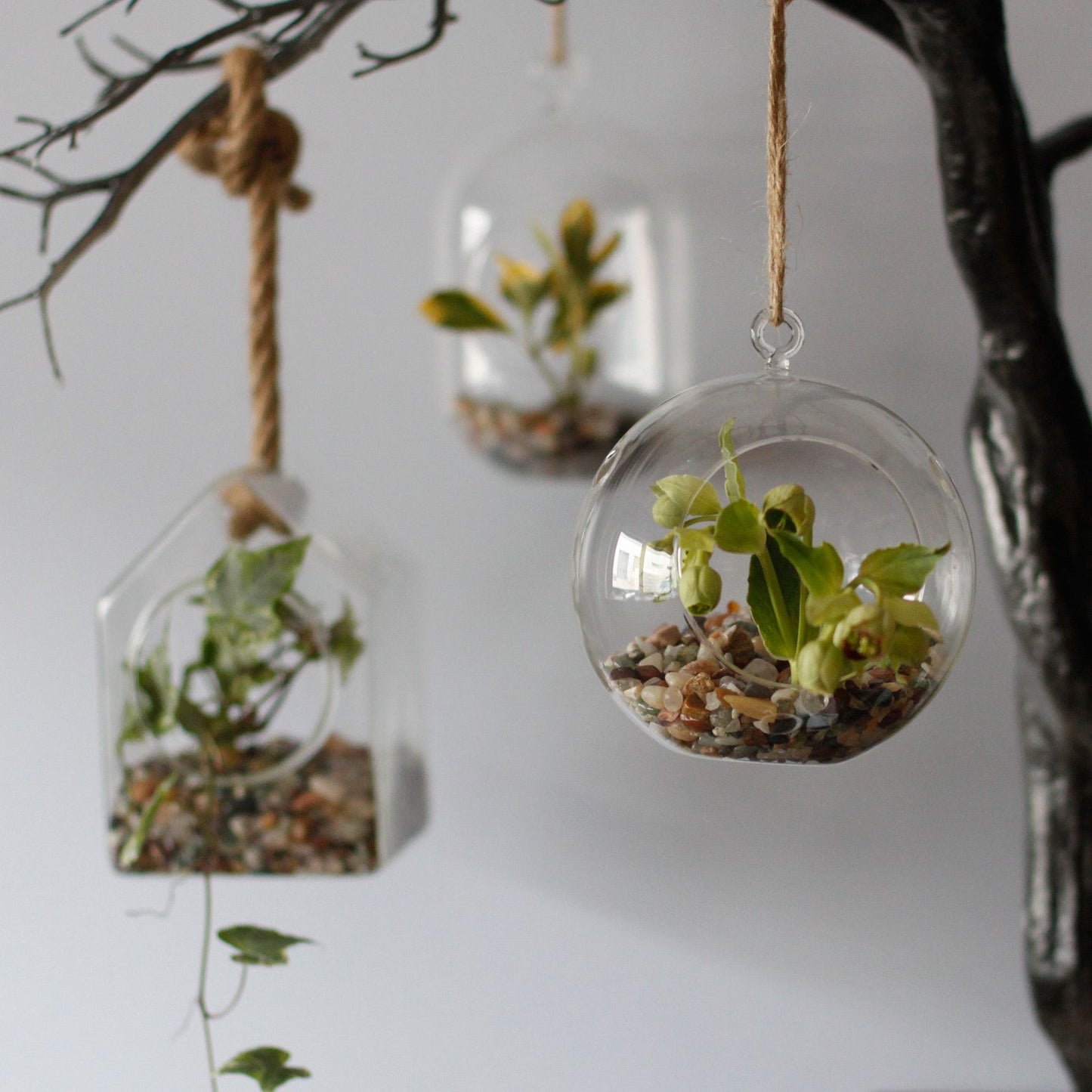 All Glass Terrarium - Oval Hanging Bowl