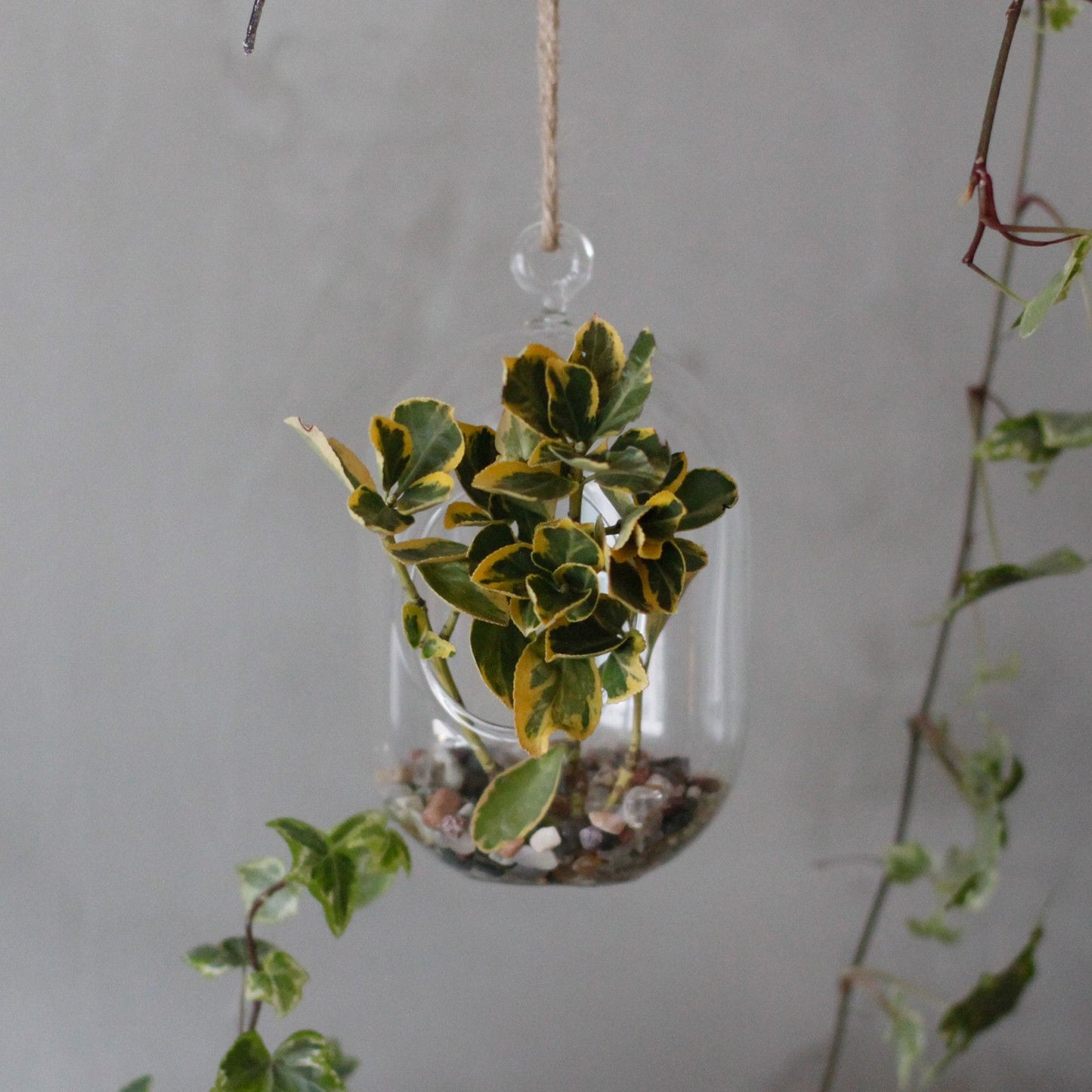 All Glass Terrarium - Oval Hanging Bowl