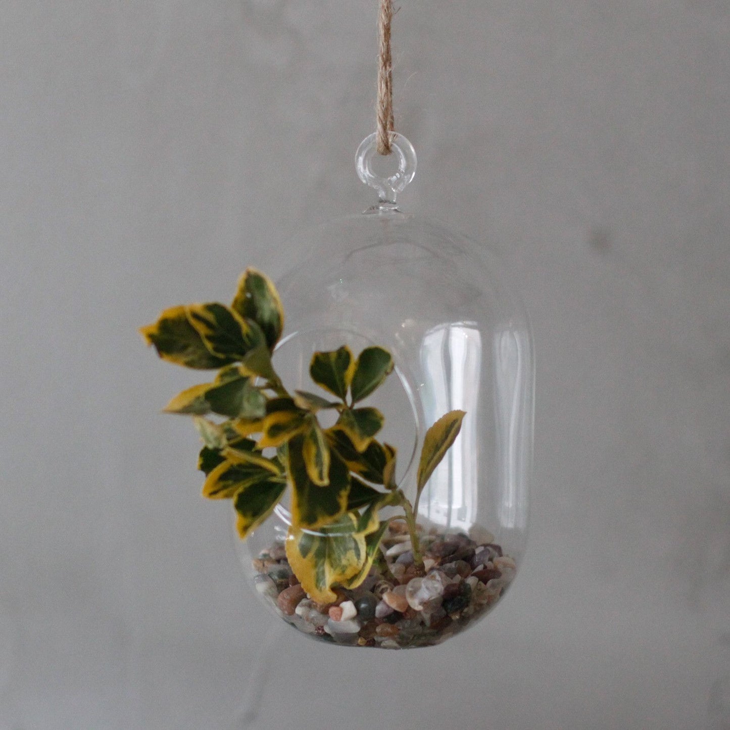 All Glass Terrarium - Oval Hanging Bowl